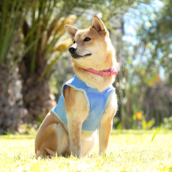 Kølevest til kæledyr i lille størrelse