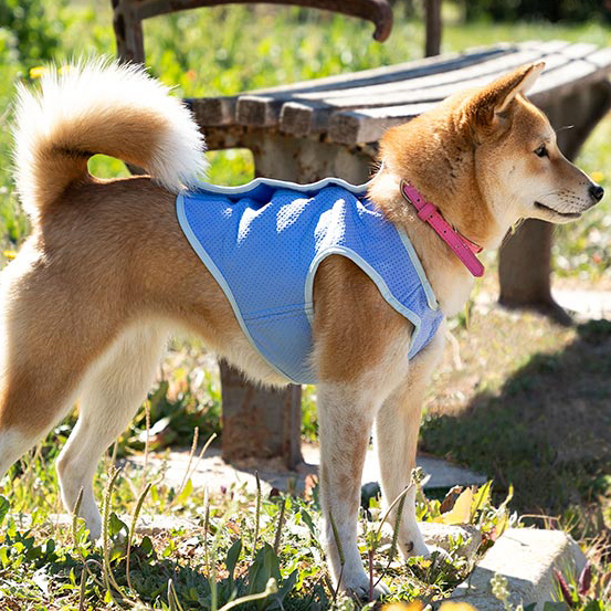 Kølevest til kæledyr i lille størrelse